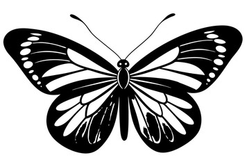 black and white butterfly