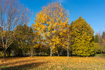 An autumn tree with colourful leaves in a park in the city.