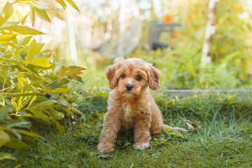 A puppy of a Cavapoo or Cockapoo breed dog in summer garden outdoor walking. Portrait of curly brown little Baby Maltipoo.