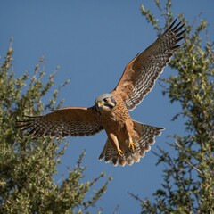 Obraz premium A mockingbird mimicking the sounds of other animals.