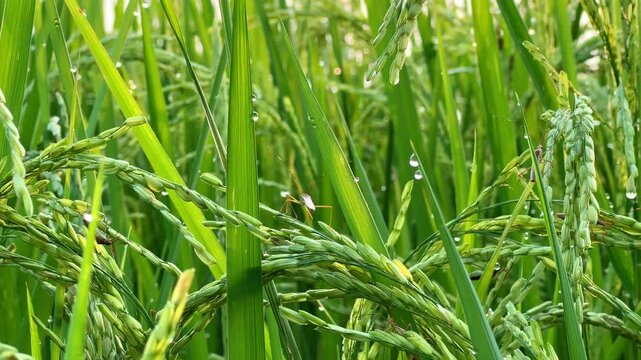 Insect pest on the paddy plant grain. (Leptocorisa oratorius Fabricius, (Hemiptera:Alydidae); syn. Leptocorisa acuta) is an insect that is an dangerous pest of cultivated plants, especially rice.