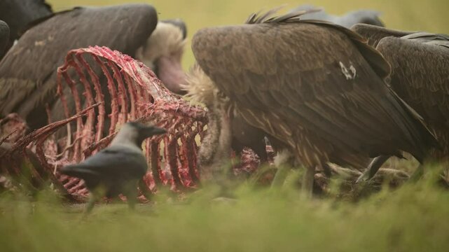 A group of White-rumped vultures (Gyps bengalensis) Feeding on carcass
