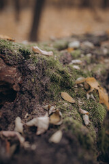Autumn photo