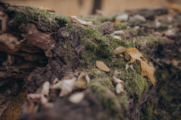 moss on the tree