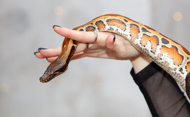 A person is holding a snake in their hand