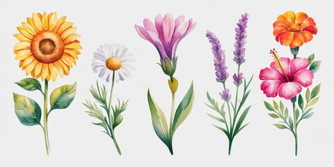 Watercolor Floral Collection: A vibrant collection of hand-painted watercolor flowers, perfect for adding a touch of elegance and beauty to your designs.  