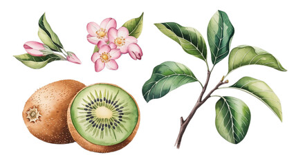 Ripe kiwi and kiwi slice, kiwi flowers branch and leaves, watercolor kiwi illustration, botanical illustration