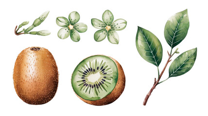 Ripe kiwi and kiwi slice, kiwi flowers branch and leaves, watercolor kiwi illustration, botanical illustration