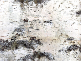 A close up of a tree bark with moss growing on it