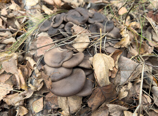 A pile of mushrooms on the ground