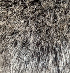The fur is very coarse and has a lot of texture