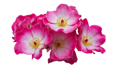 High-Quality PNG of Beautiful bright pink musk roses (Balerina) close up on white isolated background – High Resolution