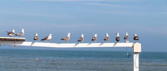 seagulls on the pier