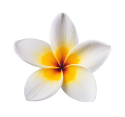 High-Quality PNG of Frangipani flower isolated on transparent png – High Resolution