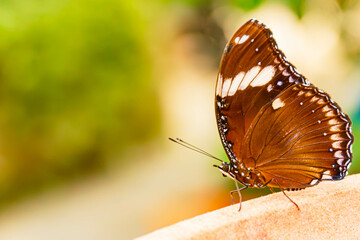 Hypolimnas bolina, blue moon butterfly, on a sunny summer day