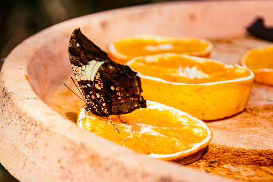 Hypna clytemnestra, marbled leafwing butterfly, on a sunny summer day