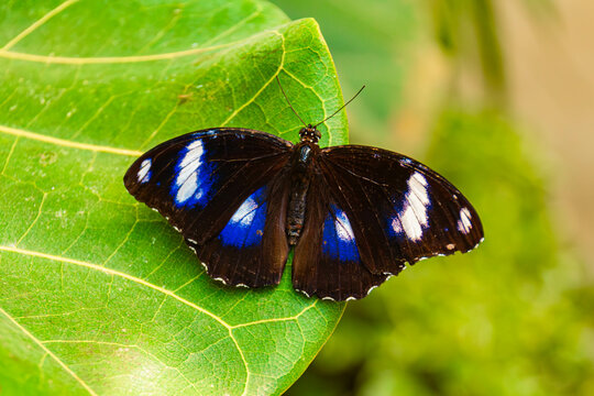 Hypolimnas bolina, blue moon butterfly, on a sunny summer day