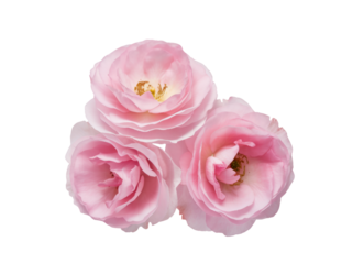 High-Quality PNG Pink rose flowers arrangement isolated on white background – High Resolution