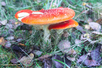 Fly agaric. Beautiful fly agaric in the moss. Fly agaric top