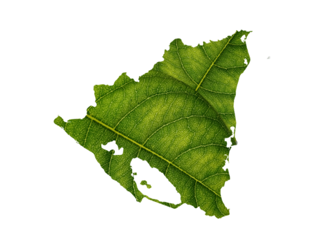 Nicaragua map made of green leaves on White background ecology concept
