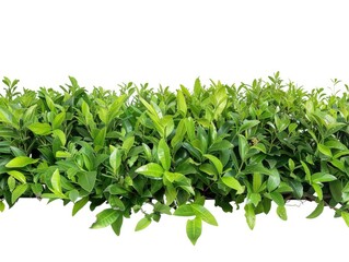 Obraz premium Row of bushes with green leaves are lined up in a row. The bushes are lush and vibrant, creating a sense of freshness and vitality. The leaves are large and full