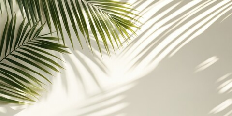 Obraz premium Leafy palm tree casts a shadow on a white background. Concept of tranquility and relaxation, as the palm tree's leaves provide a natural and calming atmosphere. The shadow adds depth