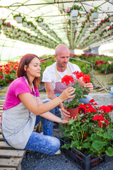 Garden center workers taking care of geranium plants