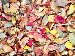 autumn leaves background