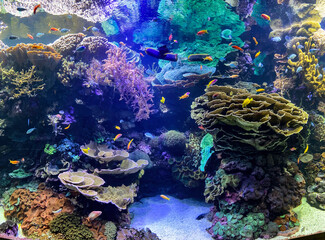 Healthy coral reef with different marine life species | Healthy ocean