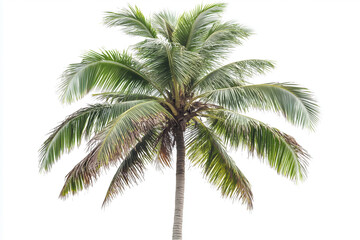 Fototapeta premium Selective focus tall coconut tree at the beach isolated on white background, Tropical tree at the beach, Palm tree at the island on white.