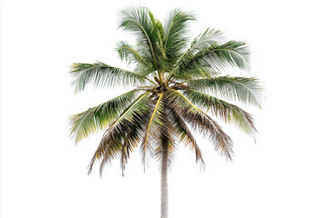 Selective focus tall coconut tree at the beach isolated on white background, Tropical tree at the beach, Palm tree at the island on white.