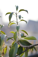 Green leaves exposed to sunlight in the afternoon