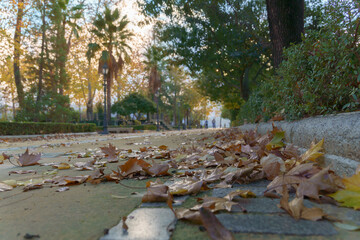 dried autumn leaves on the ground of a public park with sunlit trees in the background