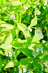 Symphytum officinale (comfrey) in Uzbekistan