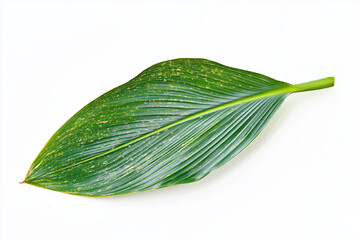 Obraz premium Coconut tree leaf isolated on white background, Palm tree leaf on white.