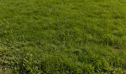 Lush Green Grass Lawn Background, Banner
