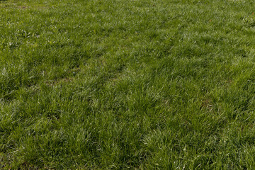 Lush Green Grass Lawn Background, Banner