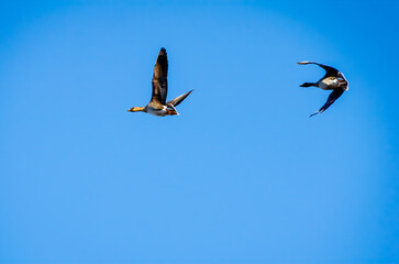 Two wild geese flying in clear blue sky. Dynamic movement, freedom, mid-flight, upward camera angle, open sky, vibrant natural scene, symbolizing migration, and wildlife exploration.