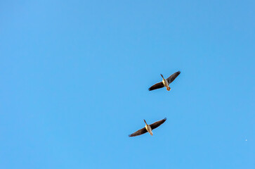 Two wild geese flying in clear blue sky. Dynamic movement, freedom, mid-flight, upward camera angle, open sky, vibrant natural scene, symbolizing migration, and wildlife exploration.