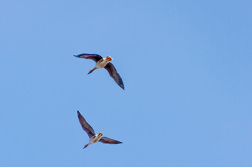 Two wild geese flying in clear blue sky. Dynamic movement, freedom, mid-flight, upward camera angle, open sky, vibrant natural scene, symbolizing migration, and wildlife exploration.