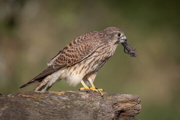 A close up of a female kestrel perched on a stump with her prey in her beak. the background is out of focus with space for text copy
