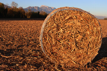 Dry hay bales on a harvested corn field on winter season. Agricultural landscape in northern Italy on a sunny day