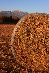 Dry hay bales on a harvested corn field on winter season. Agricultural landscape in northern Italy on a sunny day
