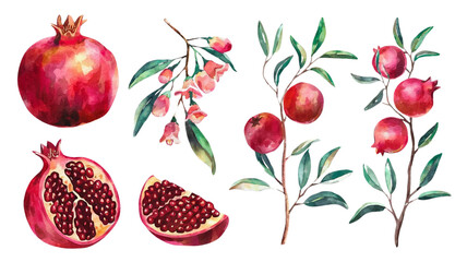 Red ripe pomegranate fruit and pomegranate cut, pomegranate flower branch and leaves, watercolor pomegranate illustration, botanical illustration