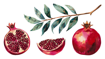 Red ripe pomegranate fruit and pomegranate cut, pomegranate flower branch and leaves, watercolor pomegranate illustration, botanical illustration