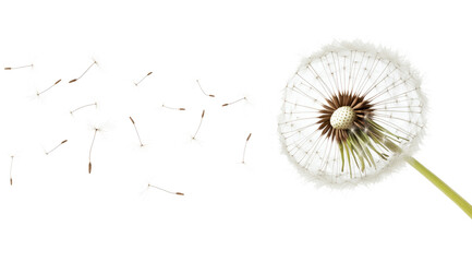 Dandelion flower seeds flying in the wind isolated on a white background