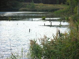 quiet forest lake in the Lopatinsky quarries near the village of Phosphorite