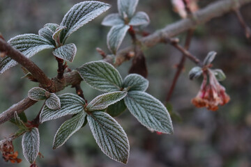  “Dawn” viburnum with pink flowers and green leaves covered by frost. Viburnum  bodnantense on winter
