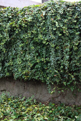 Variegated “White wonder” Ivy on a gray wall in the garden. Green and white Ivy leaves on branches