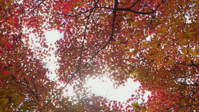 Sky full of maple leaves, sunshine, Japanese autumn